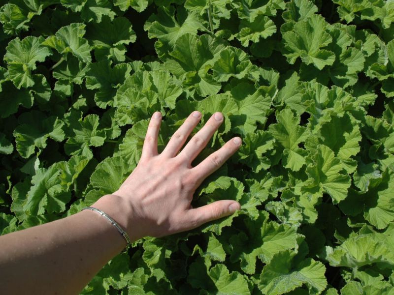2009_03_17_-_Nikon_D70_-_017.JPG